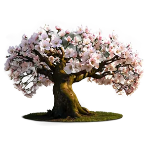 Blossom Tree Png 06252024 PNG Image