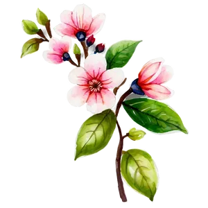 Blossom Watercolor Illustration Png Oto PNG Image