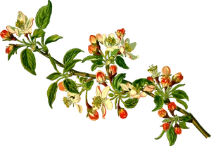 Blossoming Apple Branches.png PNG Image