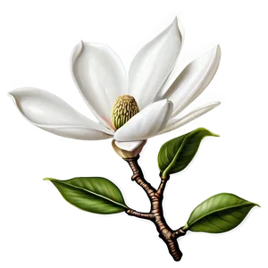 Blossoming Magnolia Flower Png 18 PNG Image