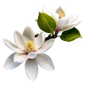 Blossoming Magnolia Flower Png Dyo PNG Image