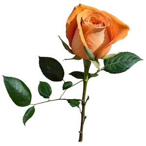 Blossoming Orange Rose Png 57 PNG Image