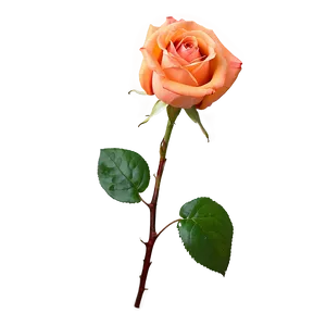 Blossoming Orange Rose Png Rdg PNG Image