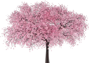 Blossoming Pink Cherry Tree PNG Image