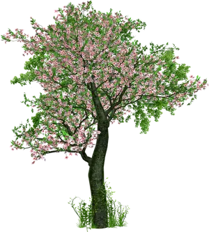 Blossoming Pink Flower Tree PNG Image