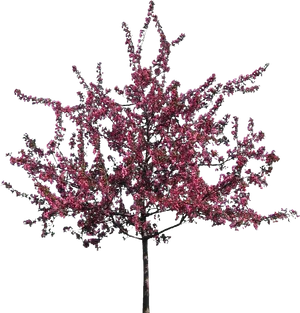 Blossoming Pink Flower Tree PNG Image