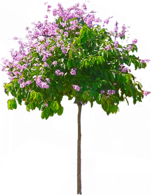 Blossoming Pink Flower Tree PNG Image