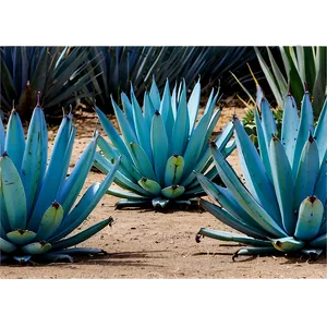 Blue Agave Png 06282024 PNG Image