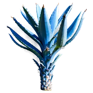 Blue Agave Png Nim43 PNG Image