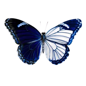 Blue And White Butterflies Png 06132024 PNG Image