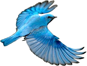 Blue Bird In Flight.png PNG Image