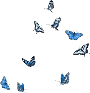 Blue_ Butterflies_ Black_ Background PNG Image