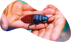 Blue Cockroachon Human Hand PNG Image