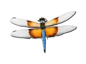 Blue Dragonfly Black Background PNG Image