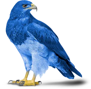 Blue Eagle Portrait PNG Image