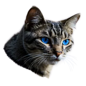 Blue-eyed Cat Picture Png 1 PNG Image