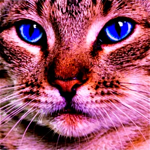 Blue Eyed Cat Png Xpo48 PNG Image