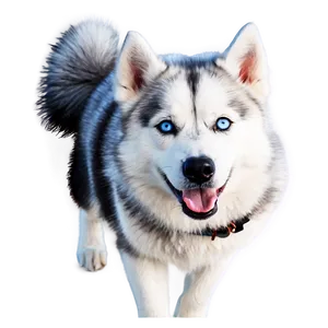 Blue-eyed Husky Png 93 PNG Image