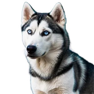 Blue-eyed Husky Png Esc PNG Image