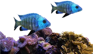 Blue Fish Coral Reef Scene PNG Image