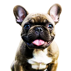 Blue French Bulldog Png Kwr87 PNG Image