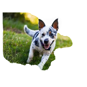 Blue Heeler B PNG Image