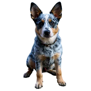 Blue Heeler D PNG Image