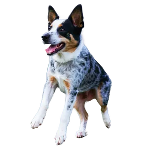 Blue Heeler In Action Png Bqt72 PNG Image