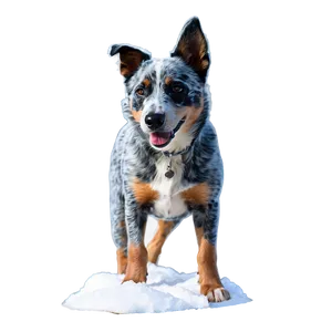 Blue Heeler In Snow Png Wsm87 PNG Image