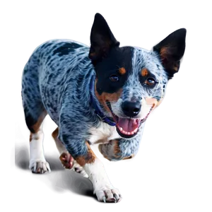 Blue Heeler On Walk Png 53 PNG Image