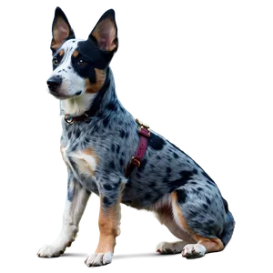 Blue Heeler On Walk Png Hck PNG Image