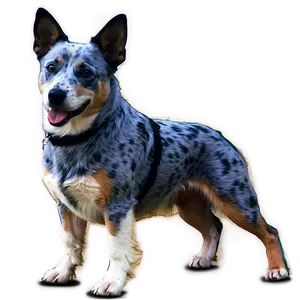 Blue Heeler On Walk Png Yjh35 PNG Image