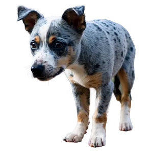 Blue Heeler Puppy Eyes Png 06282024 PNG Image