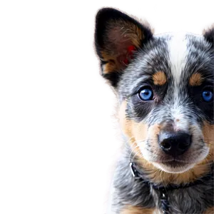 Blue Heeler Puppy Eyes Png Atk PNG Image