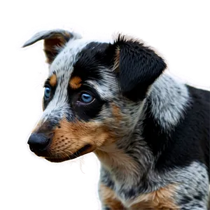 Blue Heeler Puppy Eyes Png Sde65 PNG Image