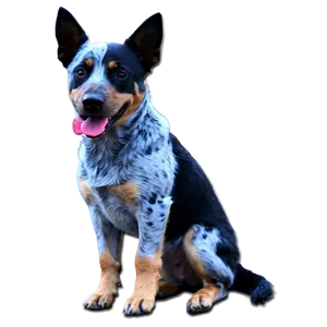 Blue Heeler Training Session Png Vdw18 PNG Image