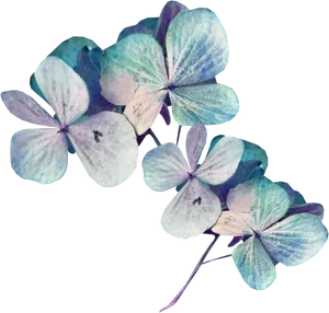 Blue Hydrangea Flowers Transparent Background PNG Image