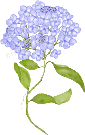 Blue Hydrangea Illustration PNG Image