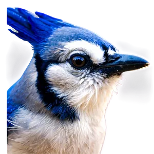 Blue Jay Close-up Png Jgi PNG Image