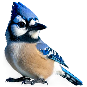 Blue Jay Close-up Png Kfy PNG Image