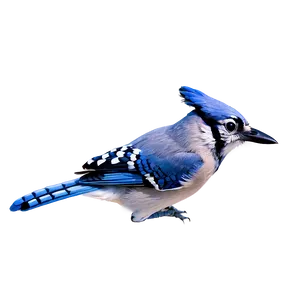 Blue Jay In Flight Sequence Png Uow PNG Image