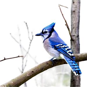 Blue Jay In Spring Png Wfb PNG Image