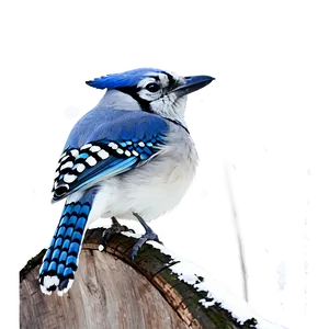 Blue Jay In Winter Scene Png Fel PNG Image