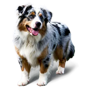 Blue Merle Australian Shepherd Png 06202024 PNG Image