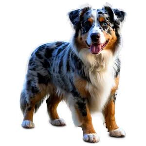 Blue Merle Australian Shepherd Png Vbm76 PNG Image