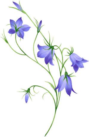 Blue Morning Glory Illustration PNG Image