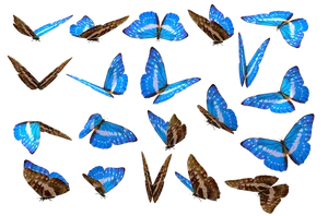 Blue Morpho Butterfliesin Flight PNG Image