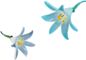 Blue Narcissus Flowers Illustration PNG Image