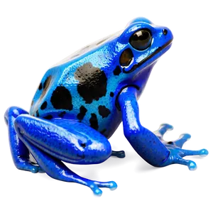 Blue Poison Dart Frog Png Oba PNG Image