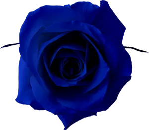 Blue Rose Black Background PNG Image